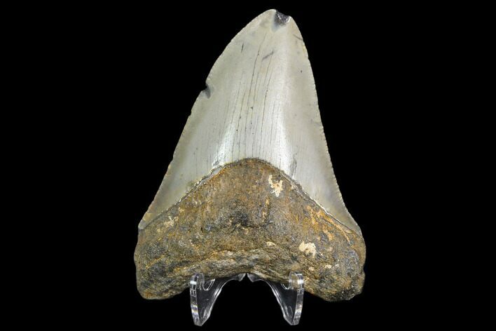 3.45" Fossil Megalodon Tooth - North Carolina